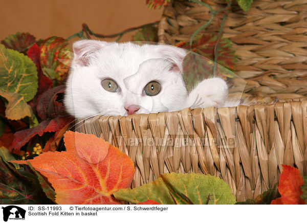Scottish Fold Ktzchen im Krbchen / Scottish Fold Kitten in basket / SS-11993