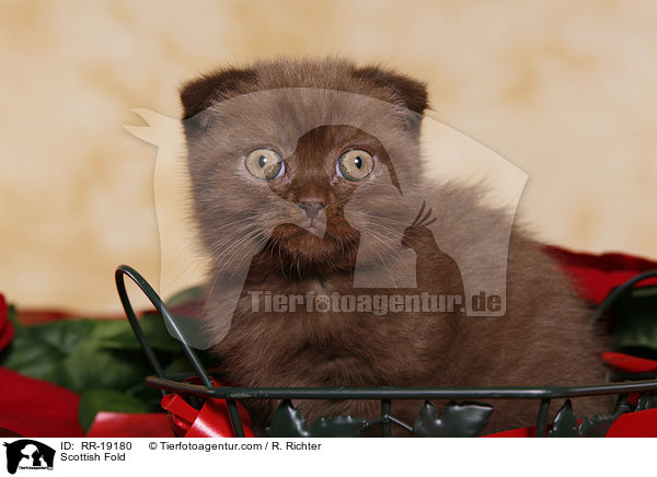 Scottish Fold / RR-19180