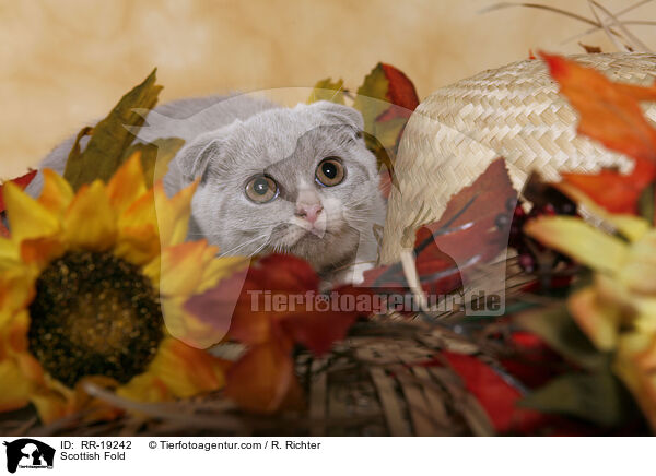 Schottische Faltohrkatze / Scottish Fold / RR-19242