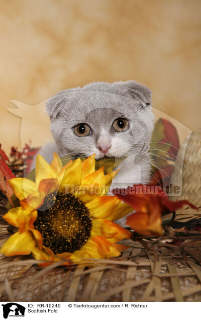 Scottish Fold / RR-19249