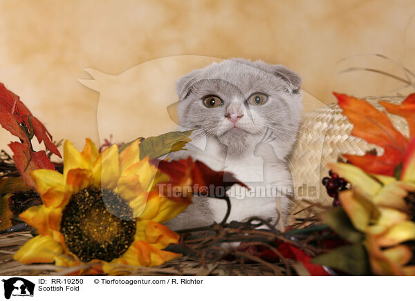 Scottish Fold / RR-19250