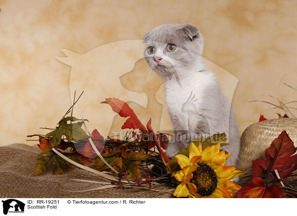 Scottish Fold / RR-19251