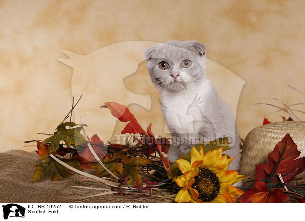 Scottish Fold / RR-19252