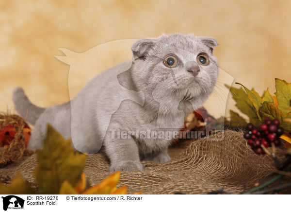 Scottish Fold / RR-19270