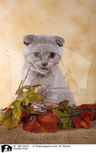 Scottish Fold / RR-19272