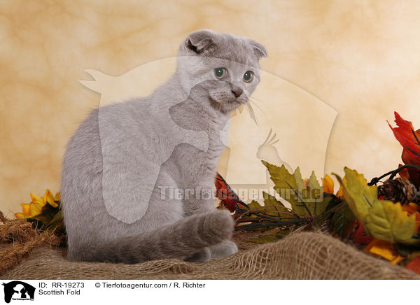 Scottish Fold / RR-19273