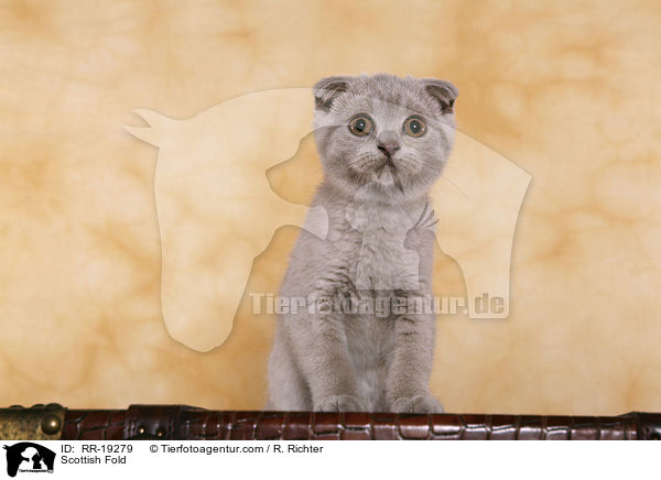 Scottish Fold / RR-19279