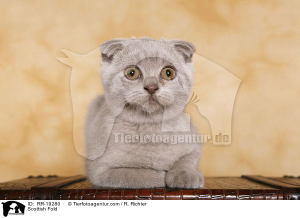 Scottish Fold / RR-19280