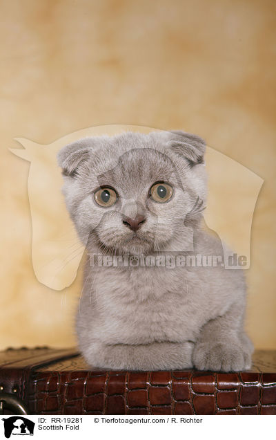 Scottish Fold / RR-19281