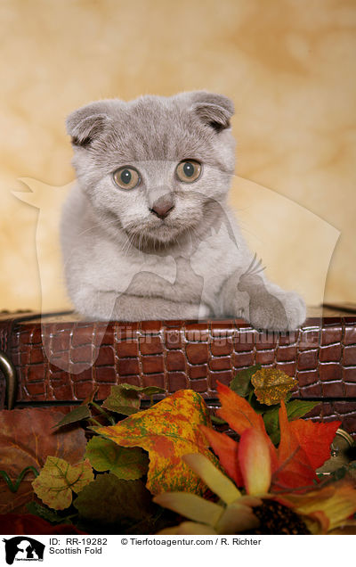 Scottish Fold / RR-19282