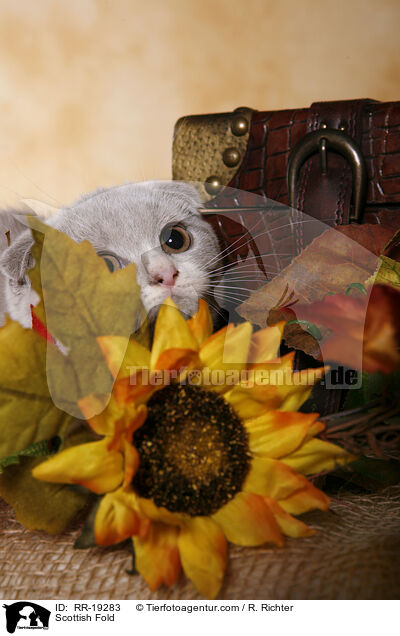 Scottish Fold / RR-19283