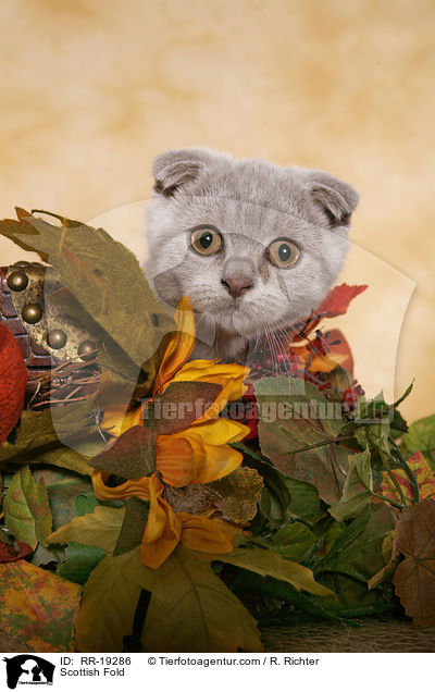 Scottish Fold / RR-19286