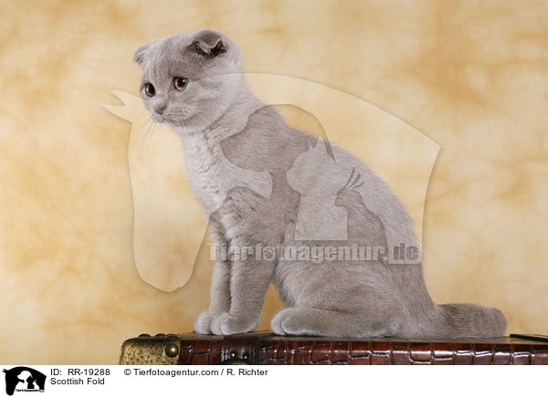 Scottish Fold / RR-19288