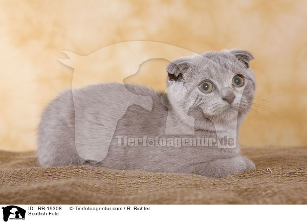 Scottish Fold / RR-19308