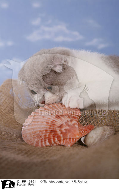 Scottish Fold / RR-19351