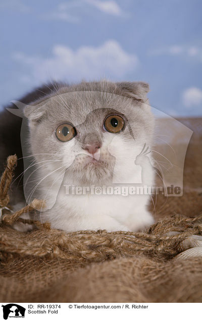 Scottish Fold / RR-19374