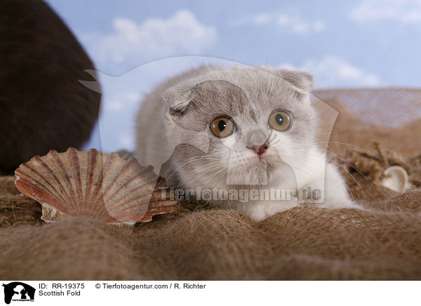 Scottish Fold / RR-19375