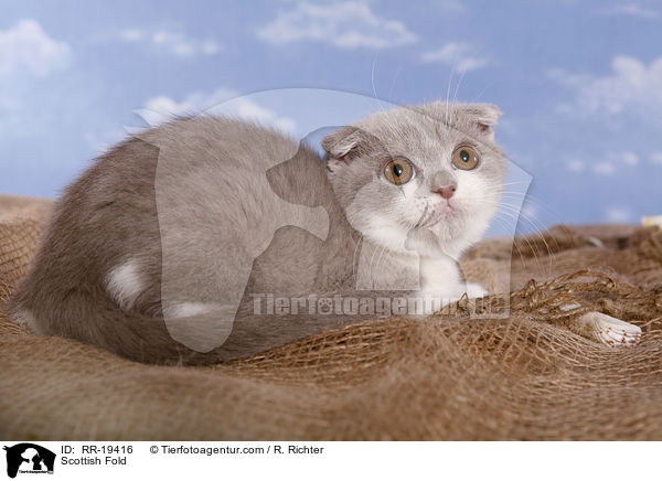 Schottische Faltohrkatze / Scottish Fold / RR-19416