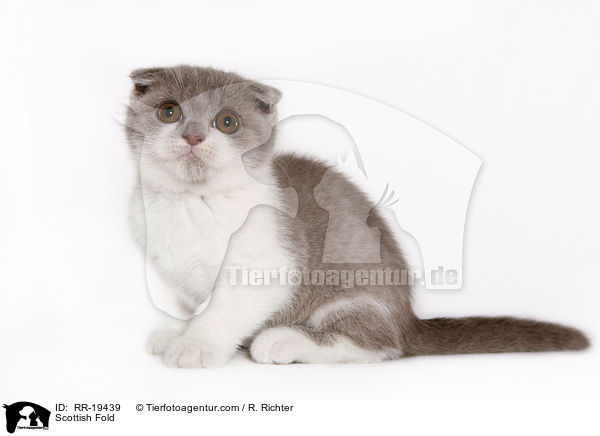 Scottish Fold / RR-19439
