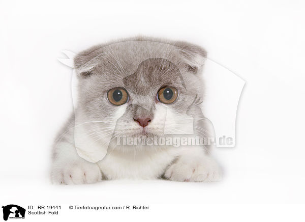Scottish Fold / RR-19441