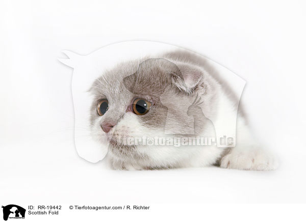 Scottish Fold / RR-19442