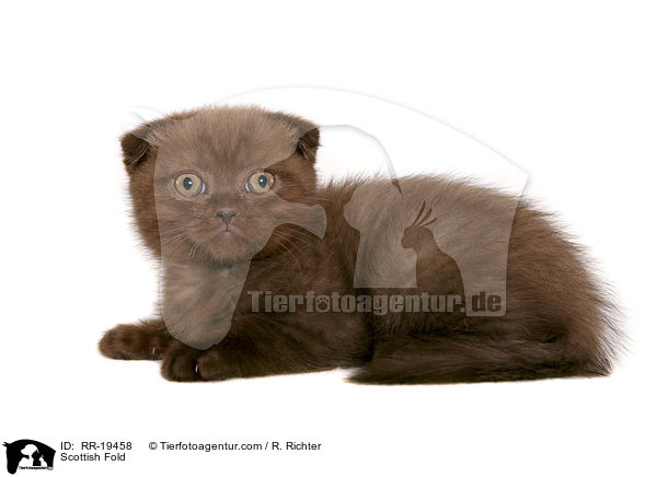 Scottish Fold / RR-19458