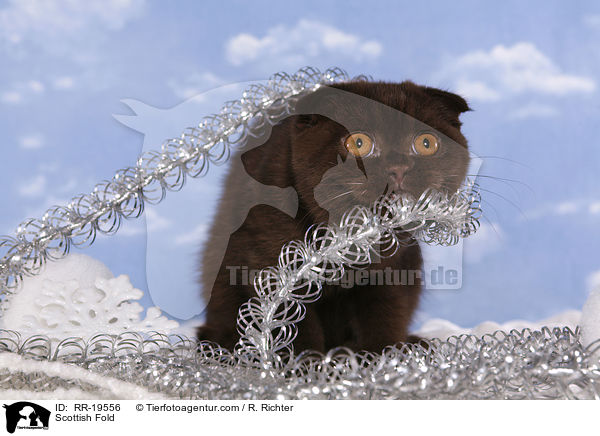 Schottische Faltohrkatze / Scottish Fold / RR-19556