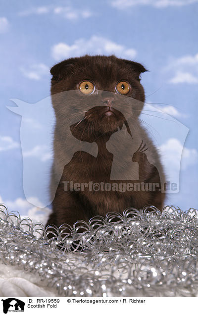Schottische Faltohrkatze / Scottish Fold / RR-19559