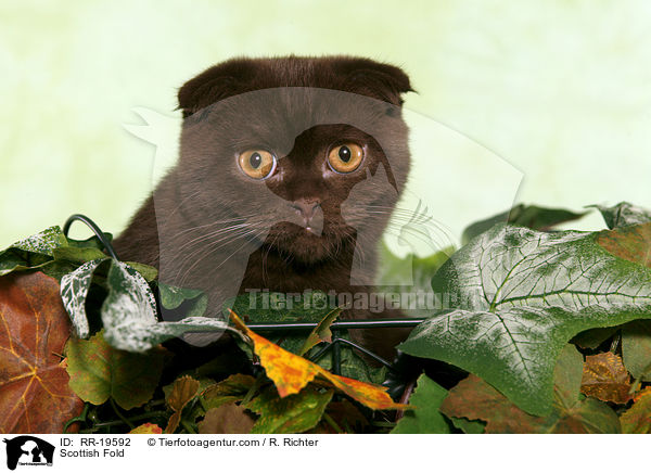 Schottische Faltohrkatze / Scottish Fold / RR-19592