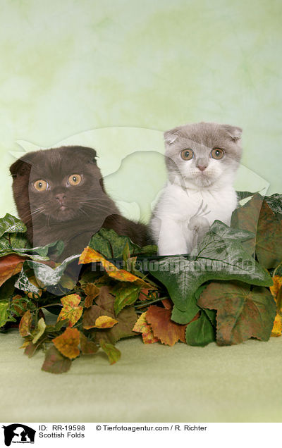 Schottische Faltohrkatzen / Scottish Folds / RR-19598
