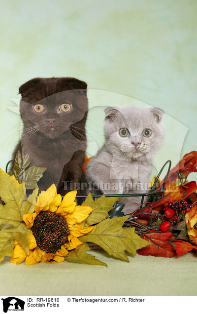 Schottische Faltohrkatzen / Scottish Folds / RR-19610