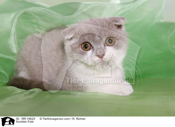 Scottish Fold / RR-19620