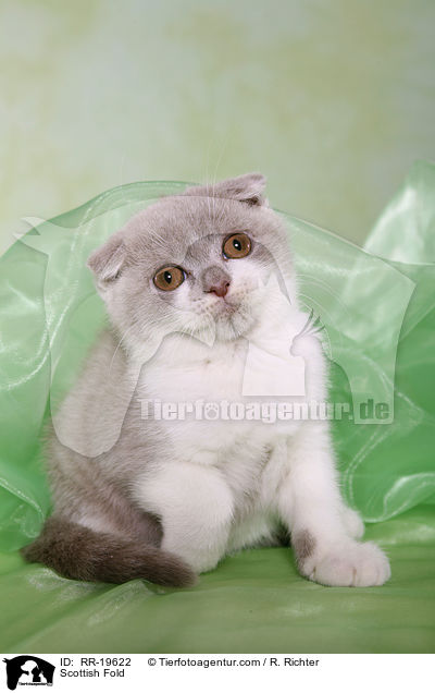 Scottish Fold / RR-19622