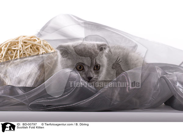 Scottish Fold Kitten / BD-00797