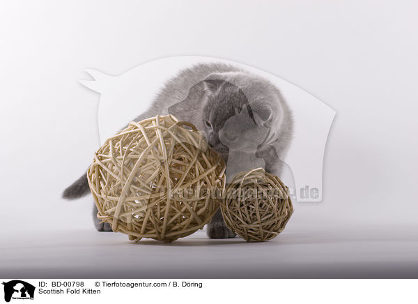 Scottish Fold Kitten / BD-00798