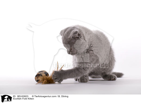 Scottish Fold Kitten / BD-00803
