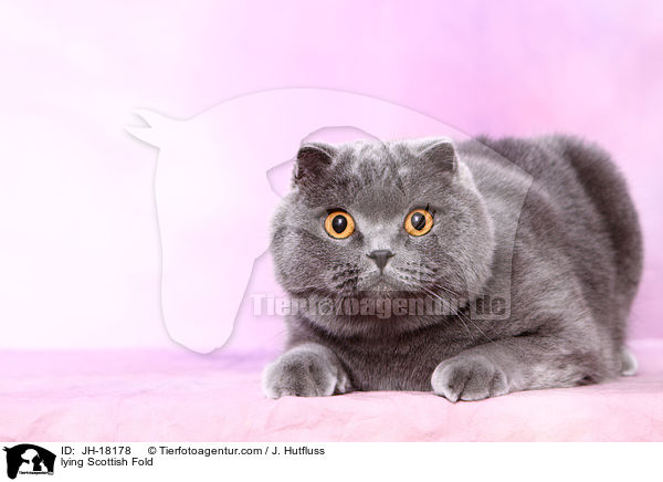 liegende Schottische Faltohrkatze / lying Scottish Fold / JH-18178