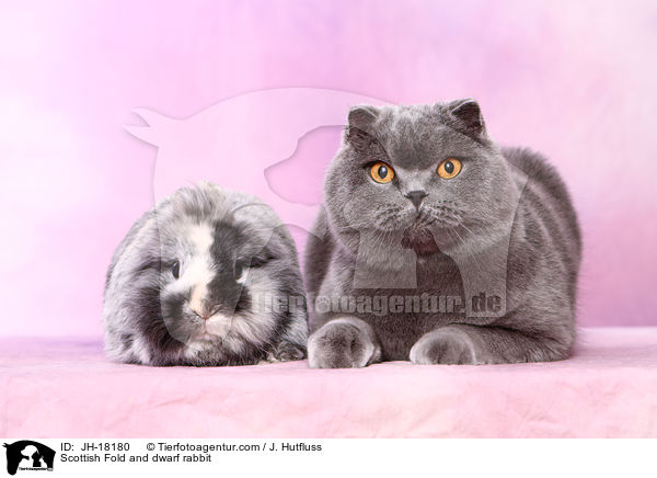 Scottish Fold and dwarf rabbit / JH-18180