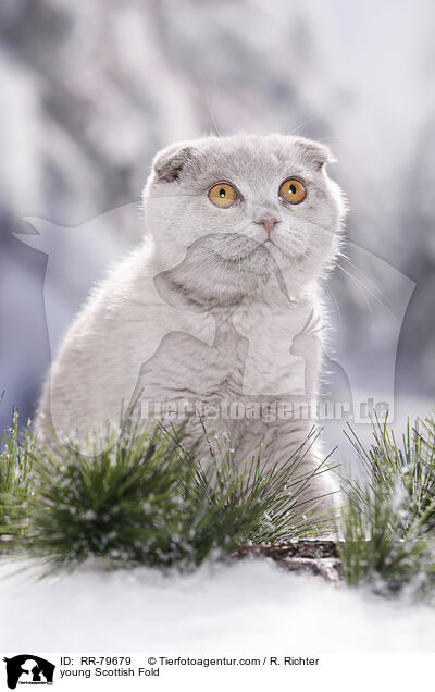 junge Schottisch Faltohr / young Scottish Fold / RR-79679