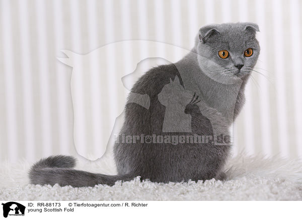 young Scottish Fold / RR-88173