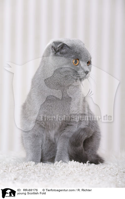 young Scottish Fold / RR-88176