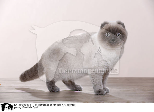 young Scottish Fold / RR-88871
