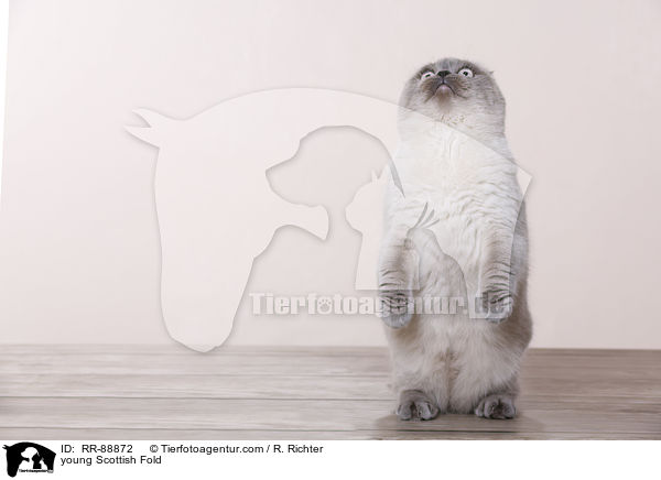 young Scottish Fold / RR-88872