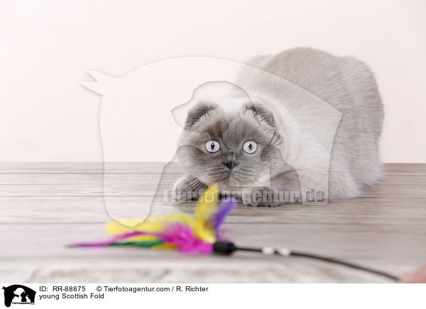 young Scottish Fold / RR-88875