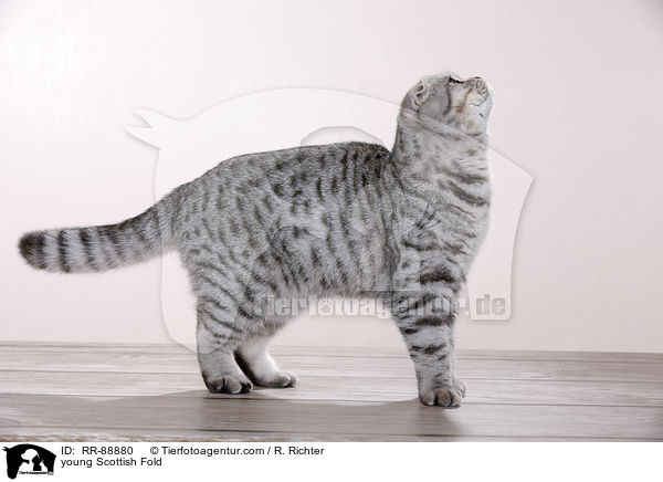 young Scottish Fold / RR-88880