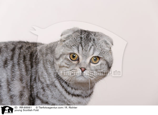 young Scottish Fold / RR-88881