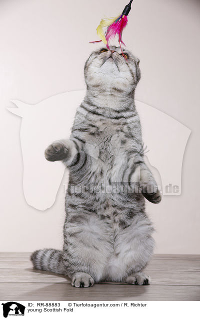 young Scottish Fold / RR-88883