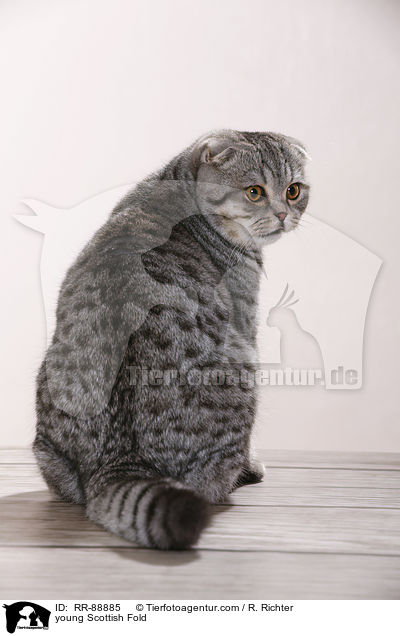 young Scottish Fold / RR-88885