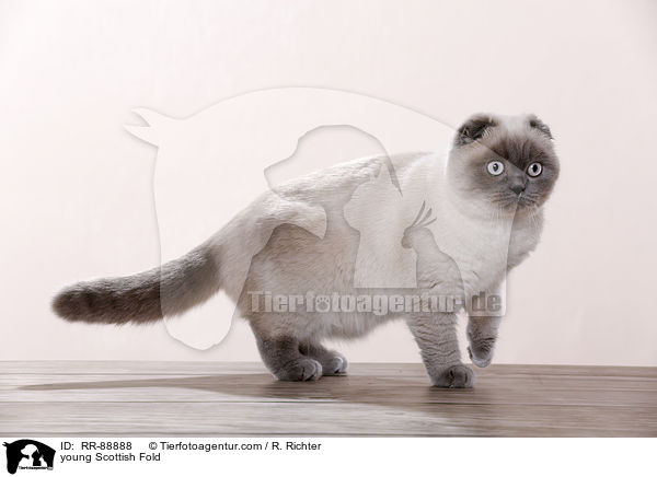 young Scottish Fold / RR-88888