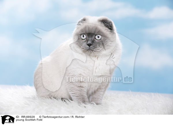 junge Scottish Fold / young Scottish Fold / RR-88928